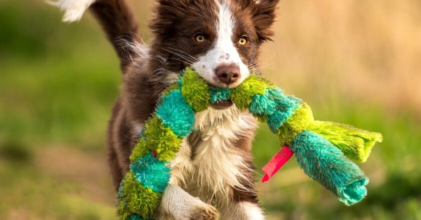 Keep Your Pup Happy with These 5 Must-Have Dog Toys