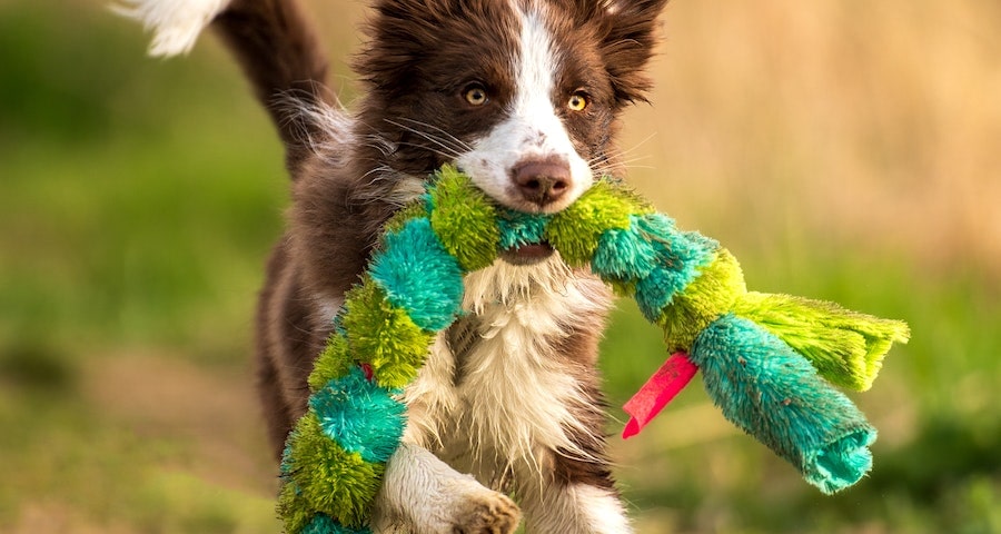 Keep Your Pup Happy with These 5 Must-Have Dog Toys