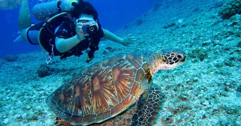 Top Tips To Go Scuba Diving