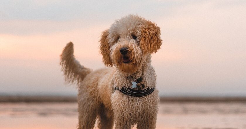 What You Should Know Before Getting a Mini Labradoodle