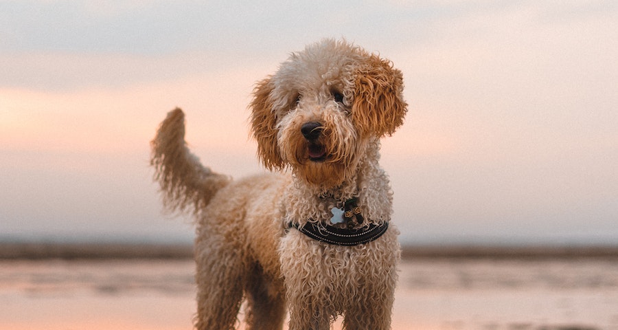 What You Should Know Before Getting a Mini Labradoodle