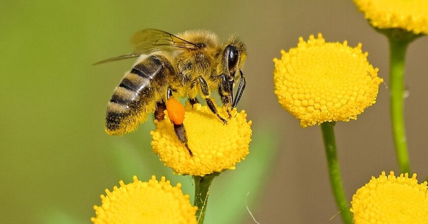 When Flowers Teach: Helpful Tips For Teaching Your Children About Pollination