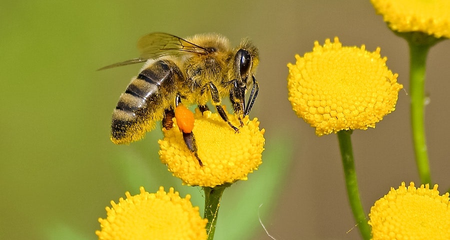 When Flowers Teach Helpful Tips For Teaching Your Children About Pollination