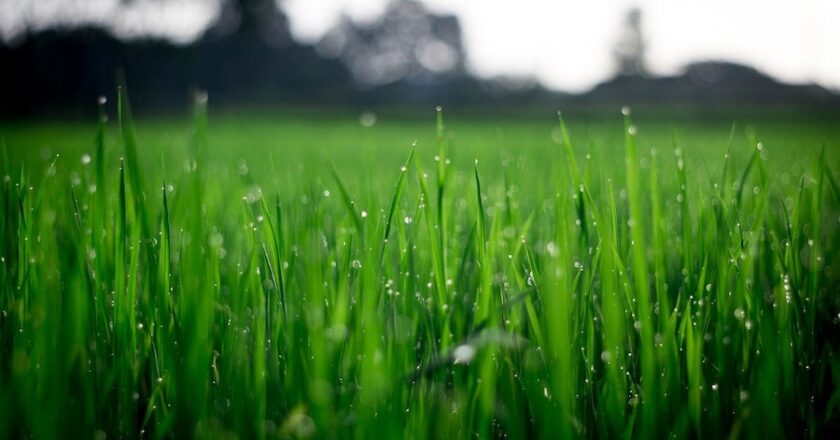 4 Ways To Make Your Lawn Healthier