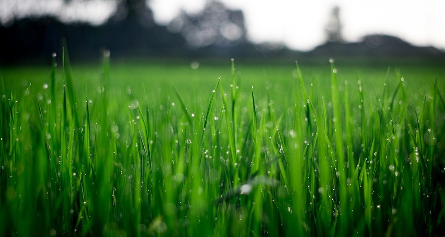 4 Ways To Make Your Lawn Healthier