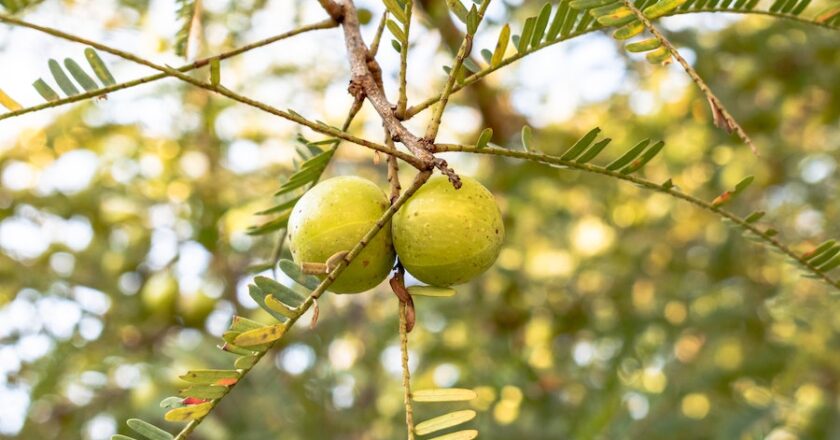 Benefits Of Amla Oil And Reviews Of The Best Amla Oil Products In The Market