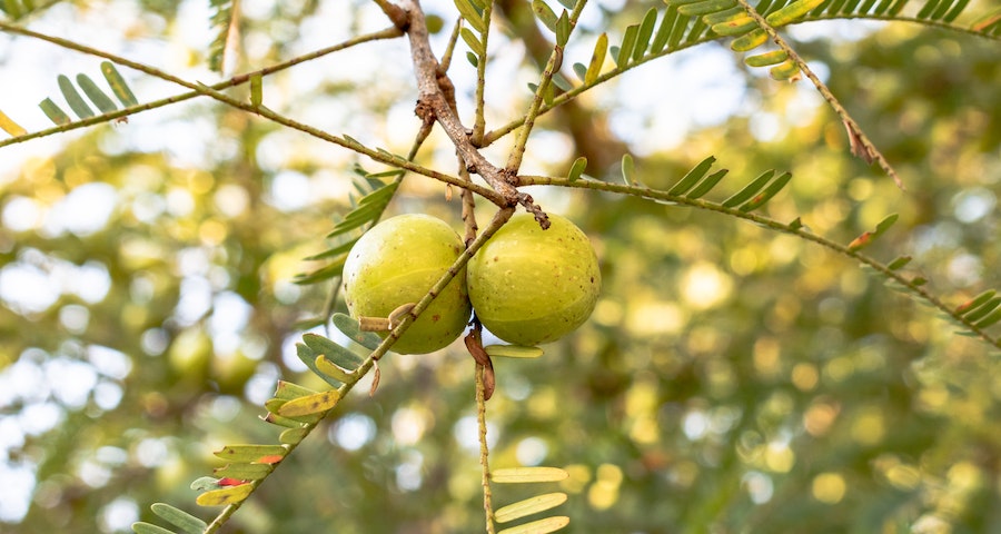 Benefits Of Amla Oil And Reviews Of The Best Amla Oil Products In The Market