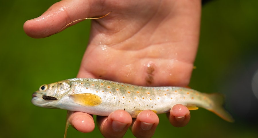 Curious What Trout Eat