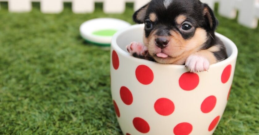 Essential Pet Supplies For New Pup Parents Saving Guide