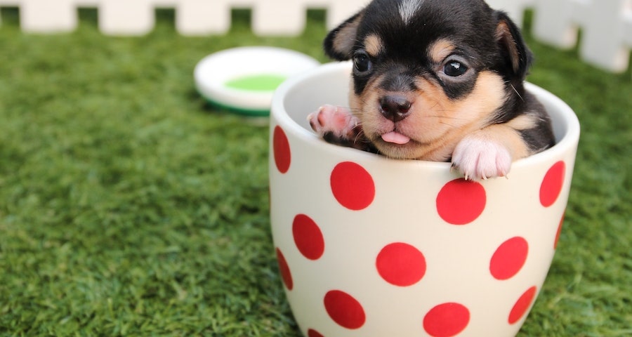 Essential Pet Supplies For New Pup Parents Saving Guide