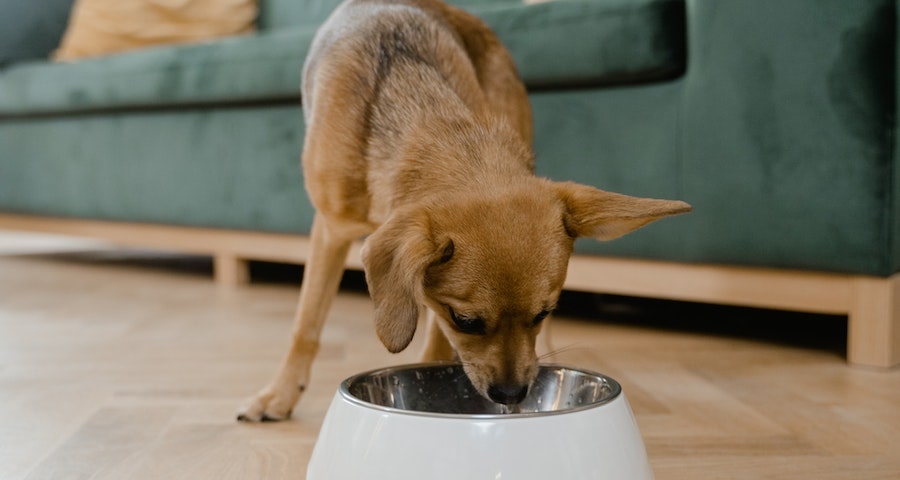 Five Tips To Help You Pick The Best Food For Your Dog