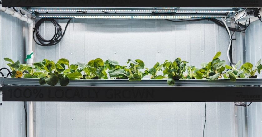 Grow Your Food Year Round With Indoor Grow Lights