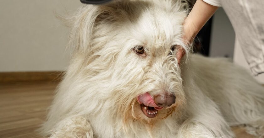 How Do You Properly Brush a Dog?