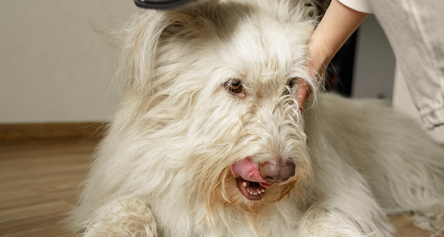 How Do You Properly Brush a Dog