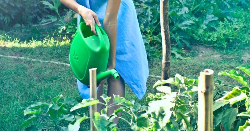 How Gardening Is Good For The Mind?