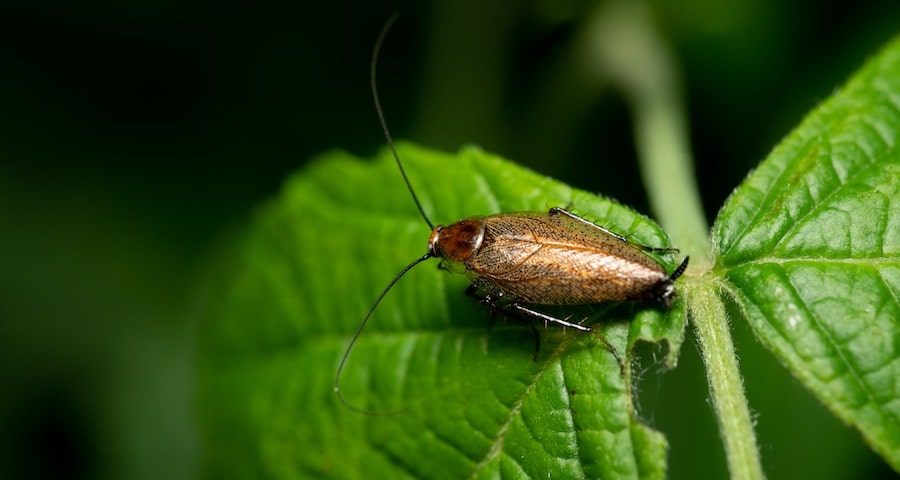 How To Effectively Treat For Cockroaches In Your Home