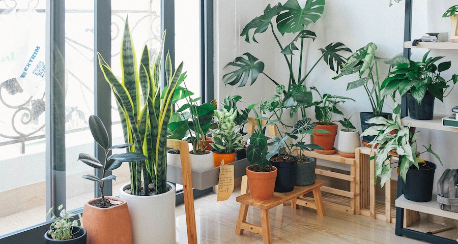 How To Humidify Your Indoor Garden