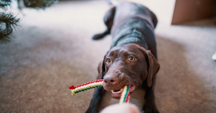 How to Choose the Perfect Dog Toy Depending on the Breed