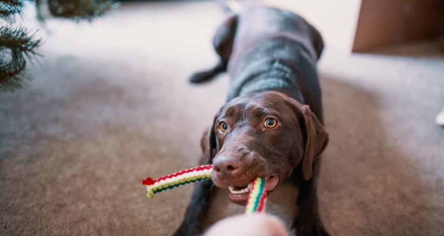 How to Choose the Perfect Dog Toy Depending on the Breed