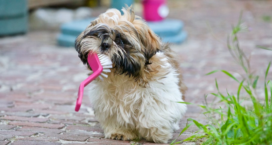 Keeping Your Furry Friend Clean 10 Tips for Dog Grooming at Home