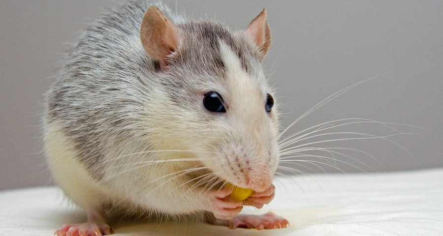 Natural Mouse Repellents