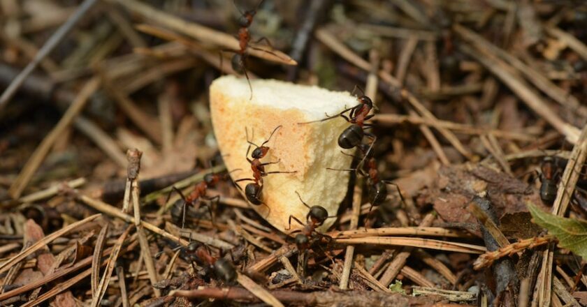 Termites vs Carpenter Ants – Which is Worse?