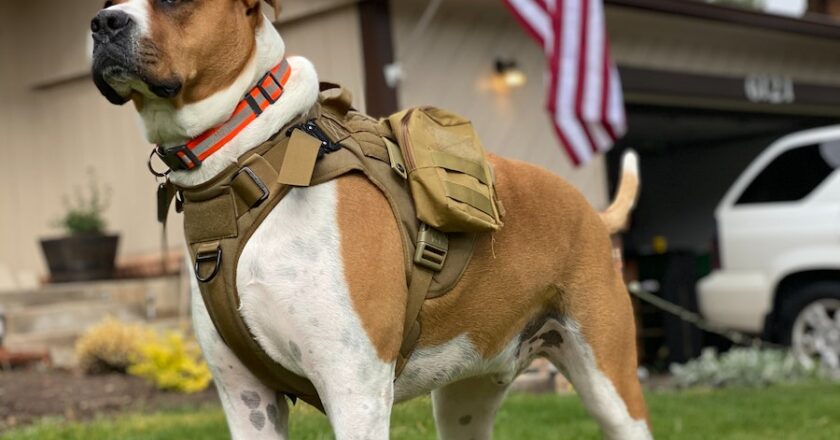 The Importance of Getting a Service Animal Certification