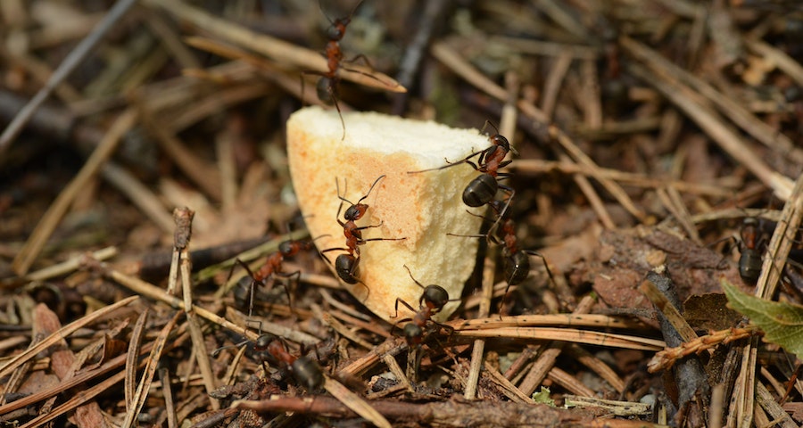 The Problem With Termites In Your Home