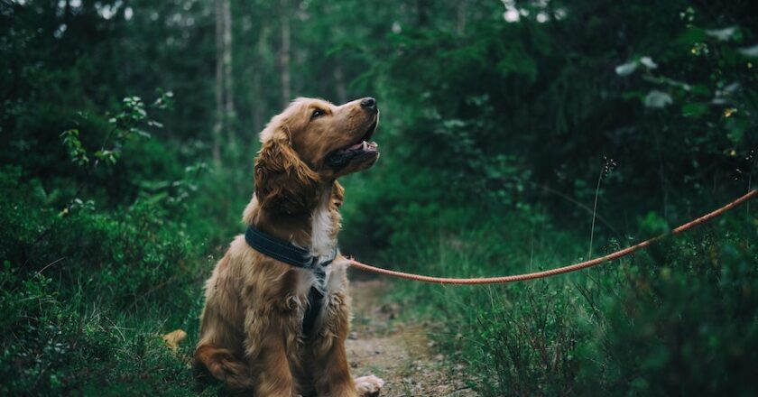 3 Important Things To Remember When Out And About With Your Dog