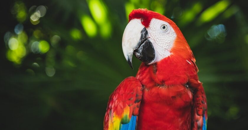 Tips for New Parrot Owners to Ensure That Their Pet is Happy