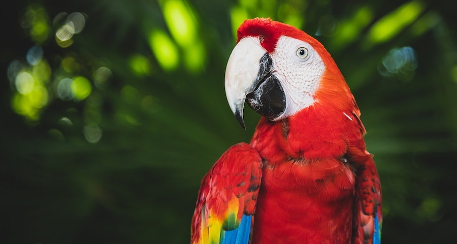 Tips for New Parrot Owners to Ensure That Their Pet is Happy