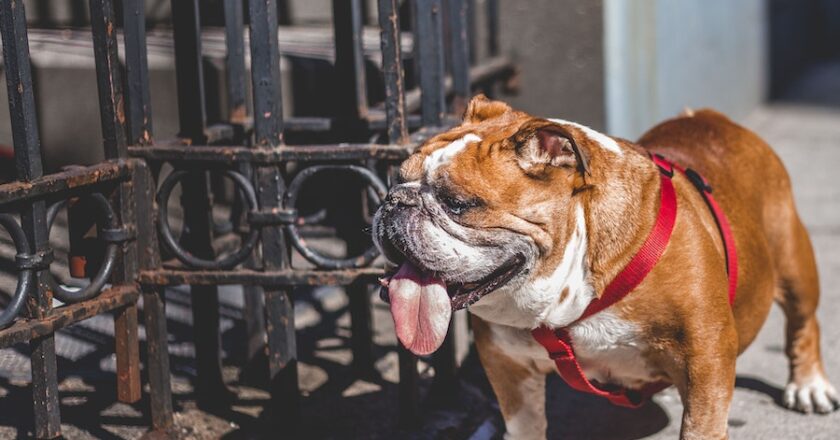 What to Know Before Owning a Bulldog: Your Ultimate Guide