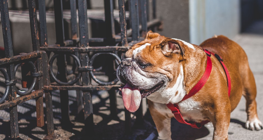 What to Know Before Owning a Bulldog Your Ultimate Guide