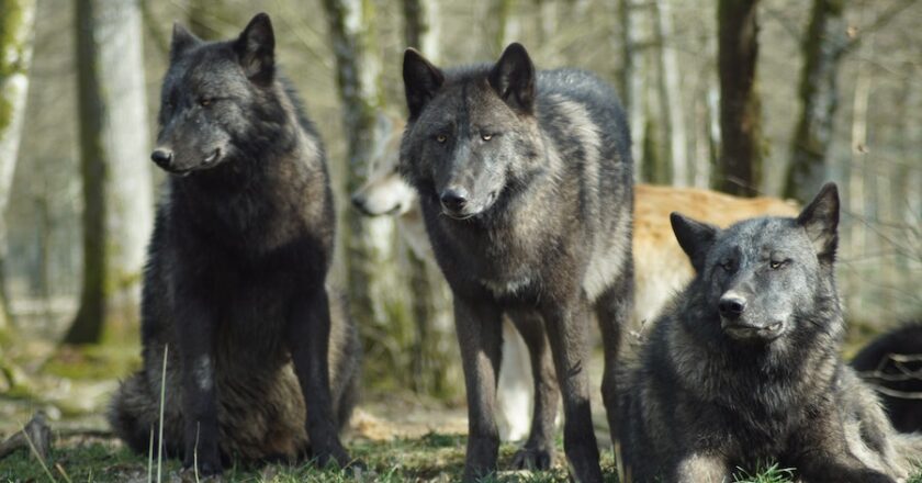 Discovering Fascinating Facts about the Enigmatic Wolves