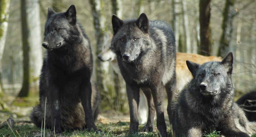 Fascinating Facts about the Enigmatic Wolves