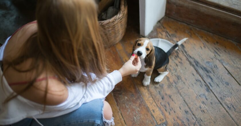 Feeding Your Dog Watermelon Rind: Is it Safe?