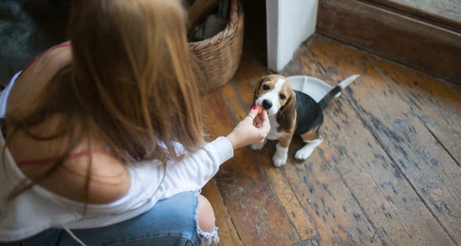 Feeding Your Dog Watermelon Rind Is it Safe