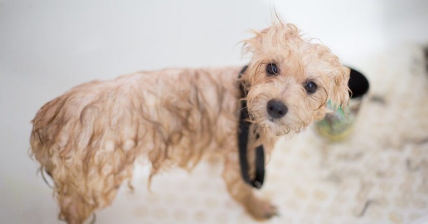 Why You Should Opt For Mobile Pet Grooming?