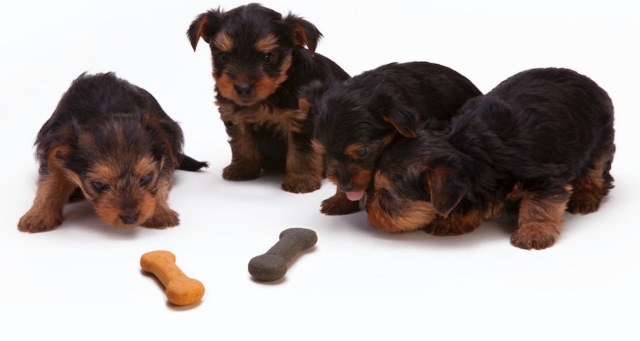 4 Types Of Dog Food Worth Considering For Your New Pup