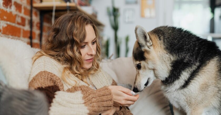 Calming Dogs With Hemp Treats