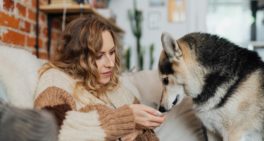 Calming Dogs With Hemp Treats