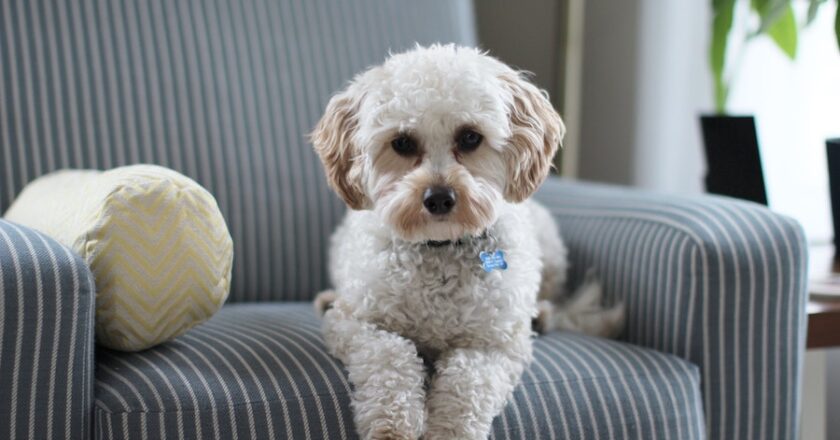 Preparing To Bring Your Service Dog Home