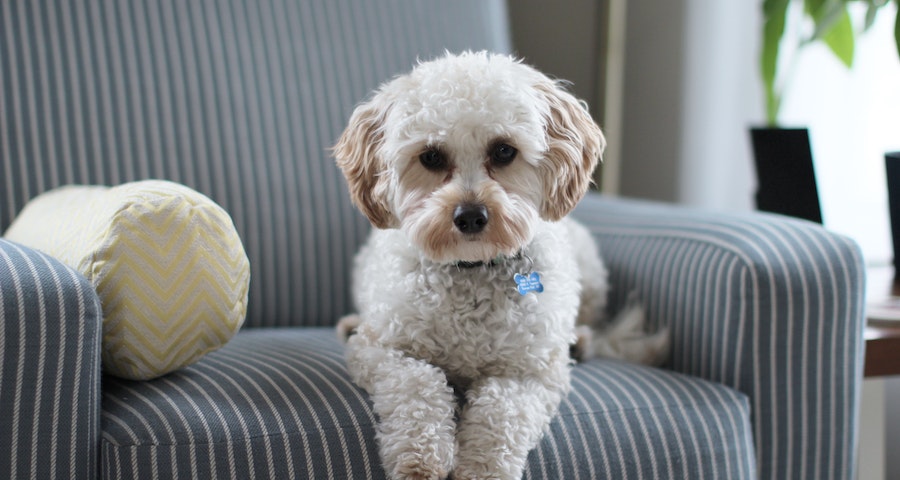 Preparing To Bring Your Service Dog Home