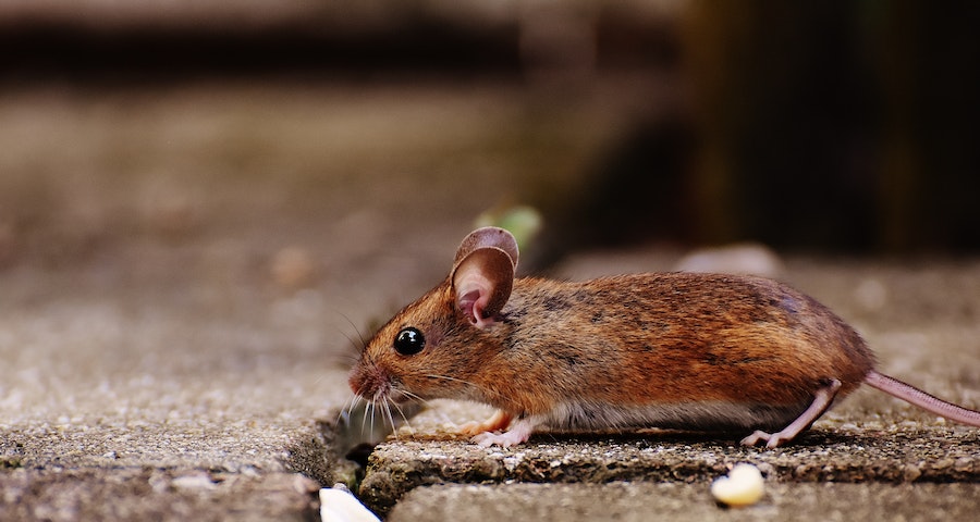 Tips For Controlling Pests In And Around Your Home