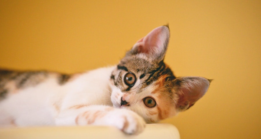 6 Tips To Keep In Mind When Adopting A Cat