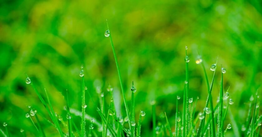 Benefits to Investing in Liquid Aeration for Your Lawn This Summer