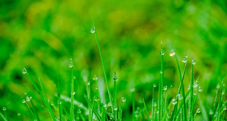 Benefits to Investing in Liquid Aeration for Your Lawn This Summer