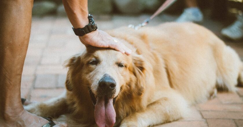 Dog Care 101: How Dog Leashes Can Help Your Furry Friend