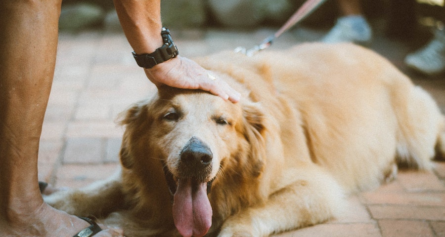 Dog Care 101 How Dog Leashes Can Help Your Furry Friend