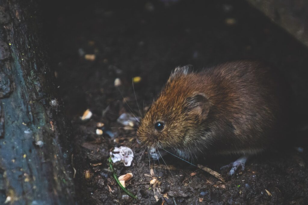 How To Identify A Rodent Infestation At Your Place